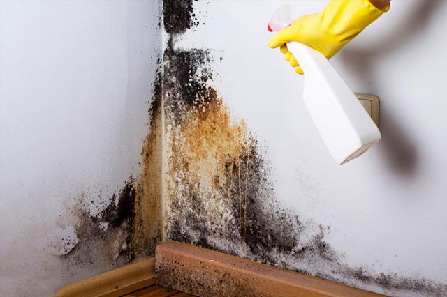 Sử dụng hóa chất tẩy rêu mốc cho tường