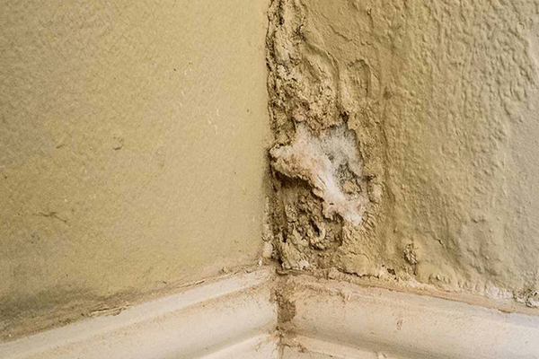 anh img nguyen nhan tham chan tuong